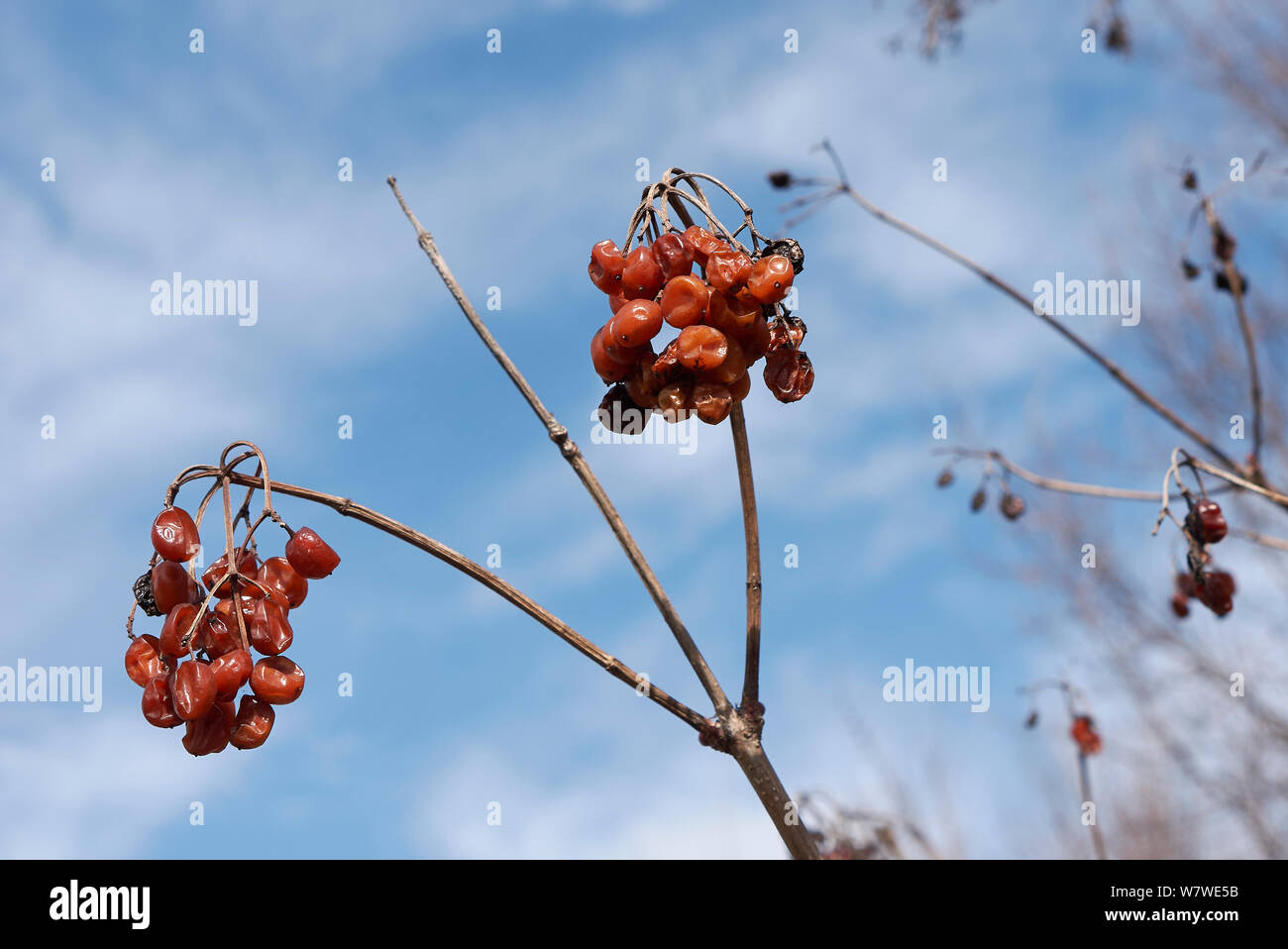 red fruit of Viburnum opulus shrub in winter Stock Photo