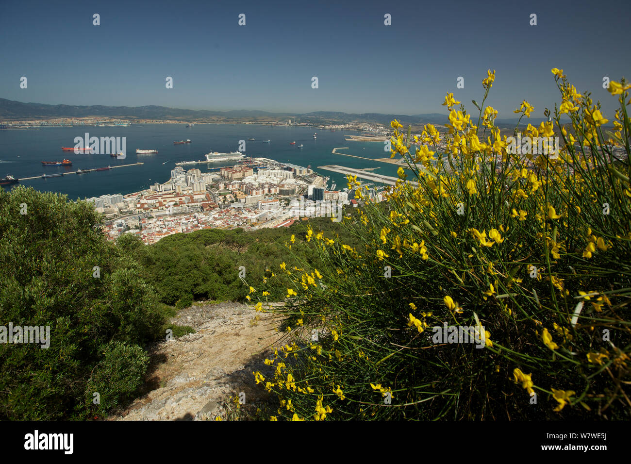 Spanish broom hires stock photography and images Alamy