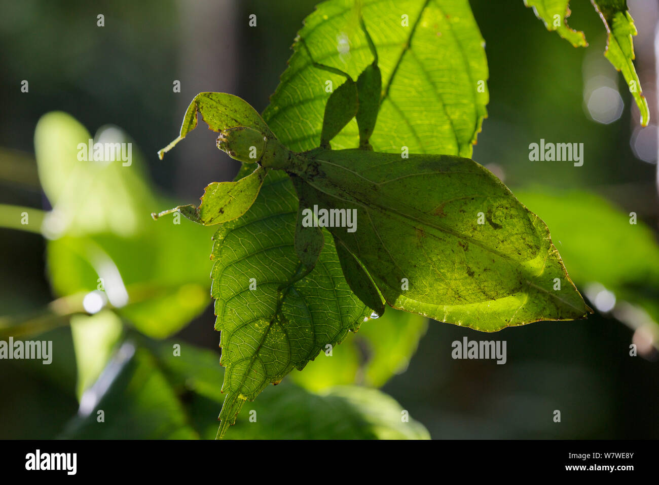 Celebes Leaf insect (Phyllium celebicum) Philippines. Stock Photo