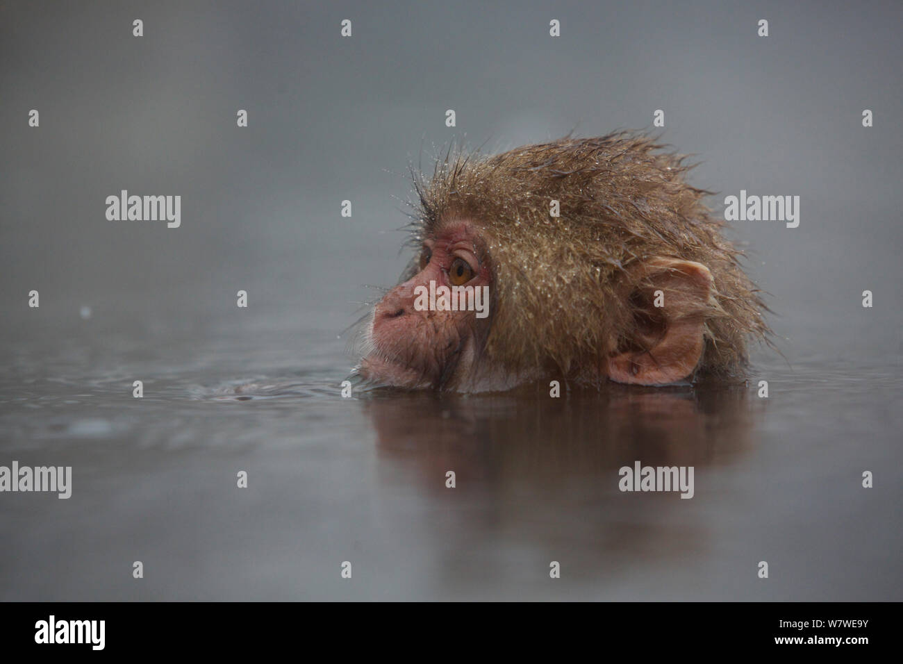 Young Japanese macaque (Macaca fuscata) swimming in hotspring in the rain, Jigokudani, Yaenkoen, Nagano, Japan, February. Stock Photo