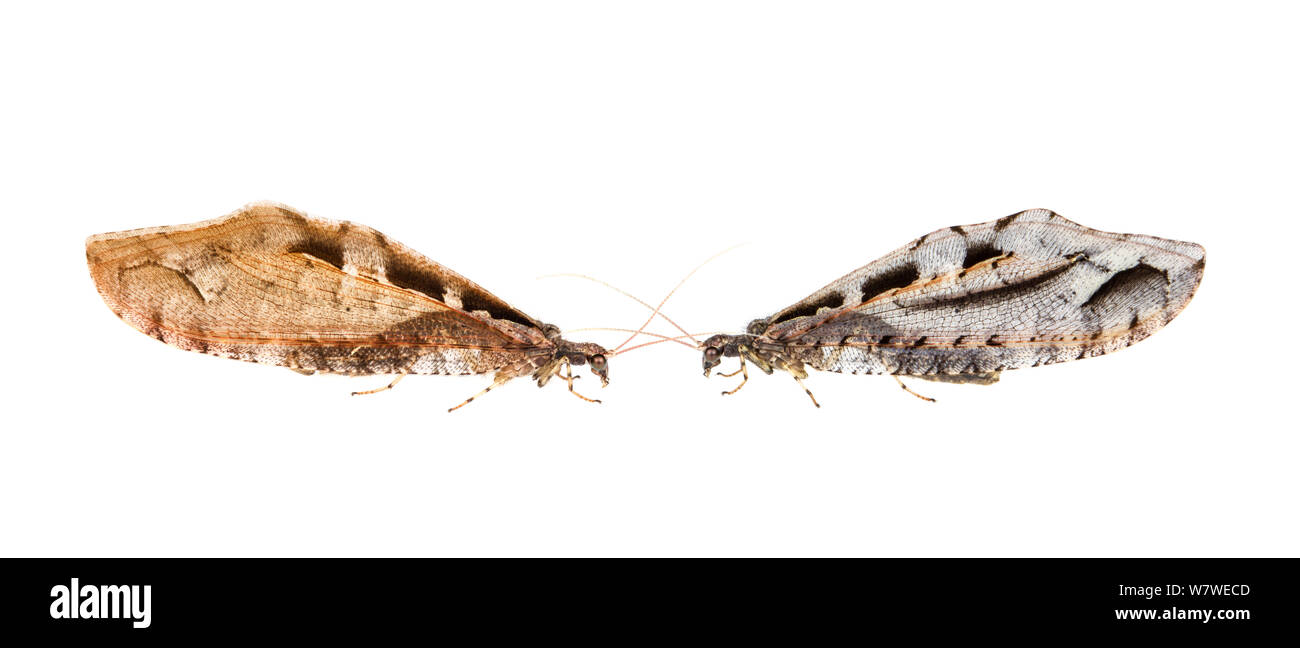 Giant lacewings (Kempynus incisus), left: female (nb flipped image) and right: male. Hanmer Springs, Canterbury, South Island, New Zealand, Febuary. Composite image. Meetyourneighbours.net project. Stock Photo