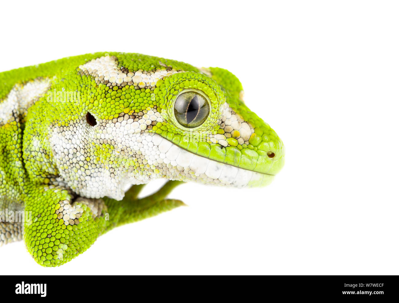 Jewelled gecko (Naultinus gemmeus) female. This species is endemic to New Zealand and is near threatened. Otago Peninsula, South Island, New Zealand, February. Endemic.Meetyourneighbours.net project. Stock Photo