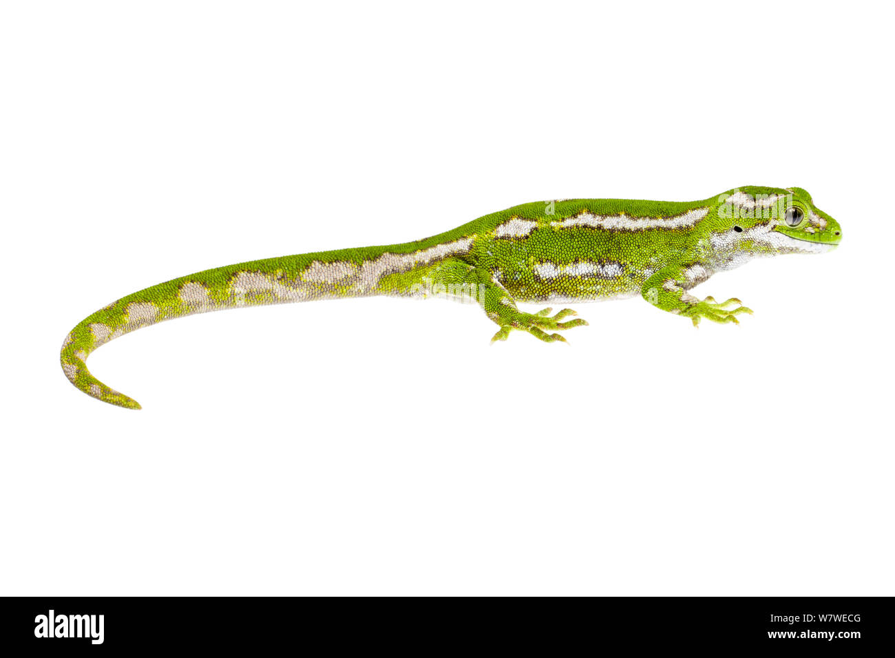 Jewelled gecko (Naultinus gemmeus) female.  Otago Peninsula, South Island, New Zealand, February. Endemic species. Meetyourneighbours.net project. Stock Photo