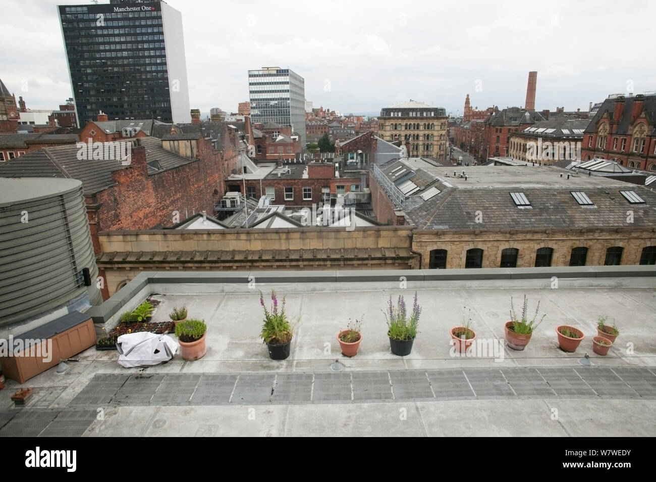 Pots of Vipers bugloss (Echium vulgare) and Chives (Allium schoenoprasum) on urban roof tops to encourage resident honey bees, Manchester Art gallery, England, UK, June 2014. Stock Photo