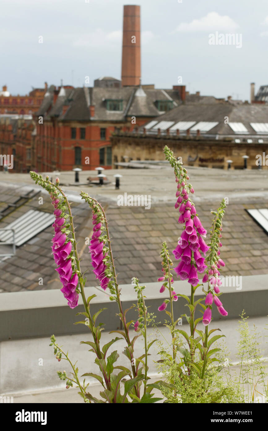 Foxglove and pollinating insects hires stock photography and images Alamy