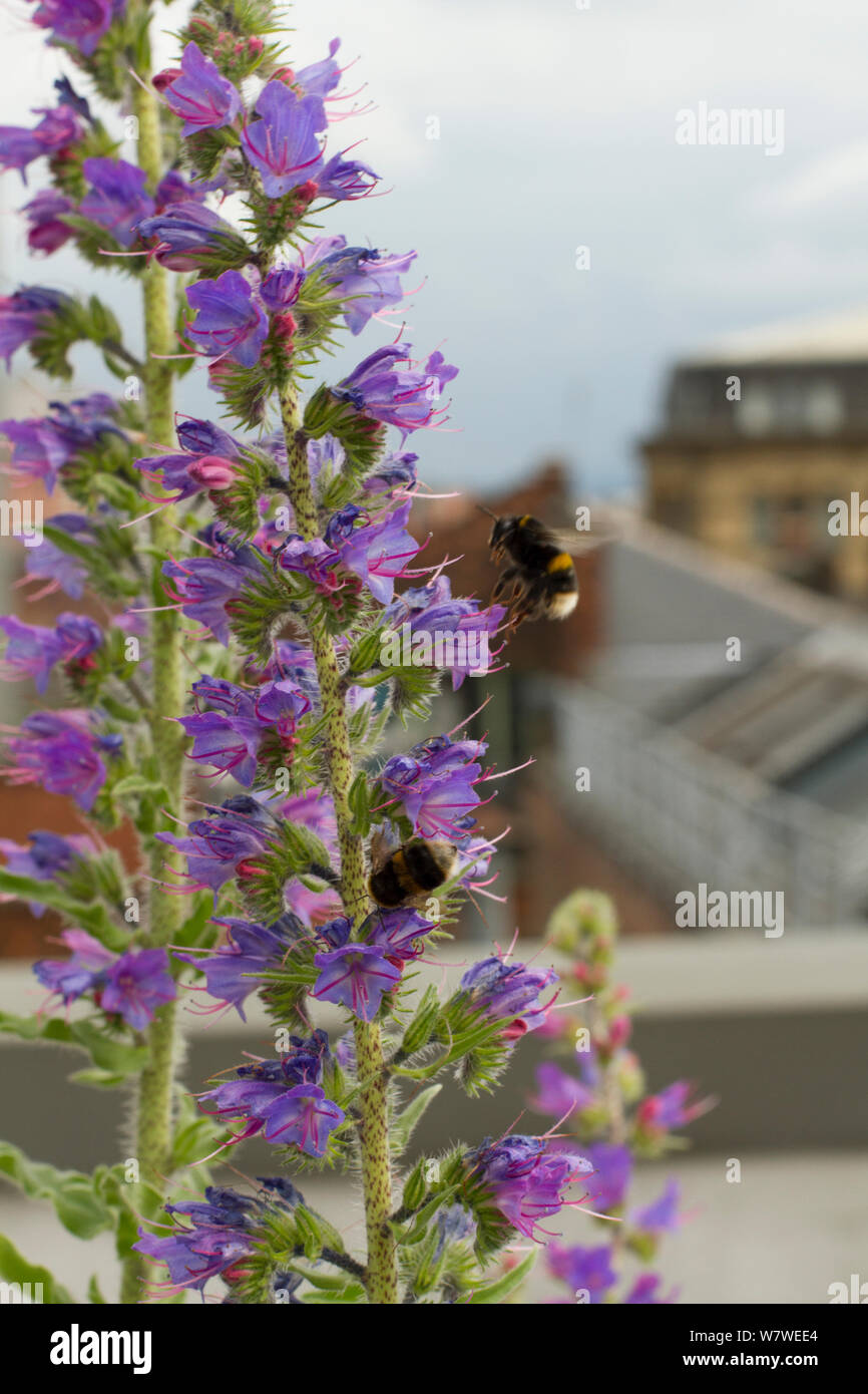 Bumblebee (Bombus sp) on Vipers bugloss (Echium vulgare) grown on roof top of Manchester Art Gallery to attract pollinating insects, Manchester, England, UK. June 2014. Stock Photo
