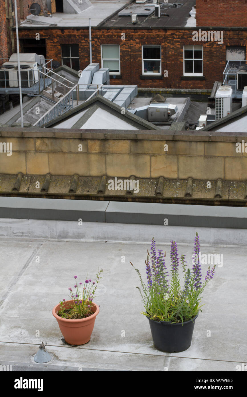 Pots of Vipers bugloss (Echium vulgare) and Chives (Allium schoenoprasum) on urban roof tops to encourage resident honey bees, Manchester Art gallery, England, UK, June 2014. Stock Photo