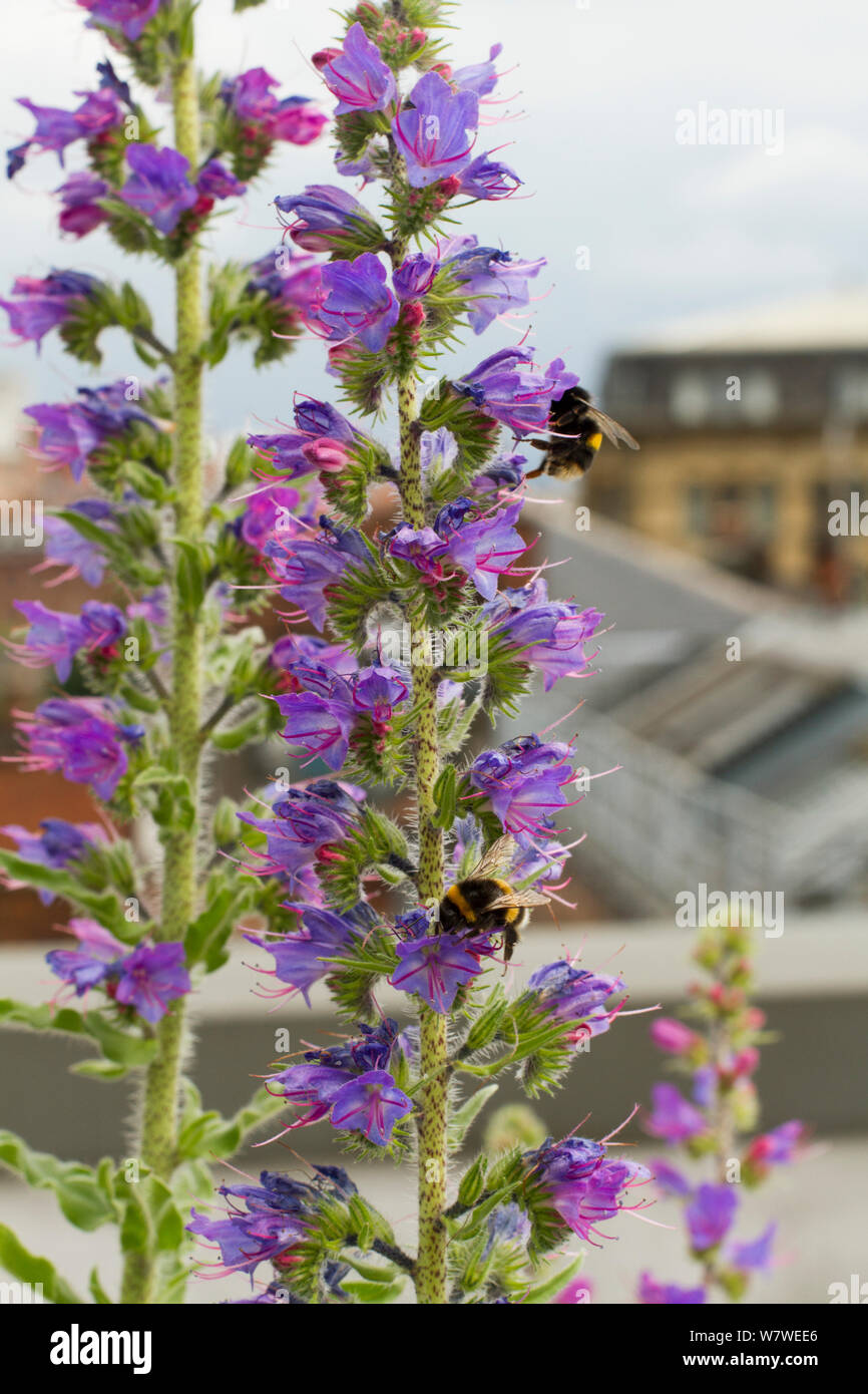 Bumblebee (Bombus sp) on Vipers bugloss (Echium vulgare) grown on roof top of Manchester Art Gallery to attract pollinating insects, Manchester, England, UK. June 2014. Stock Photo