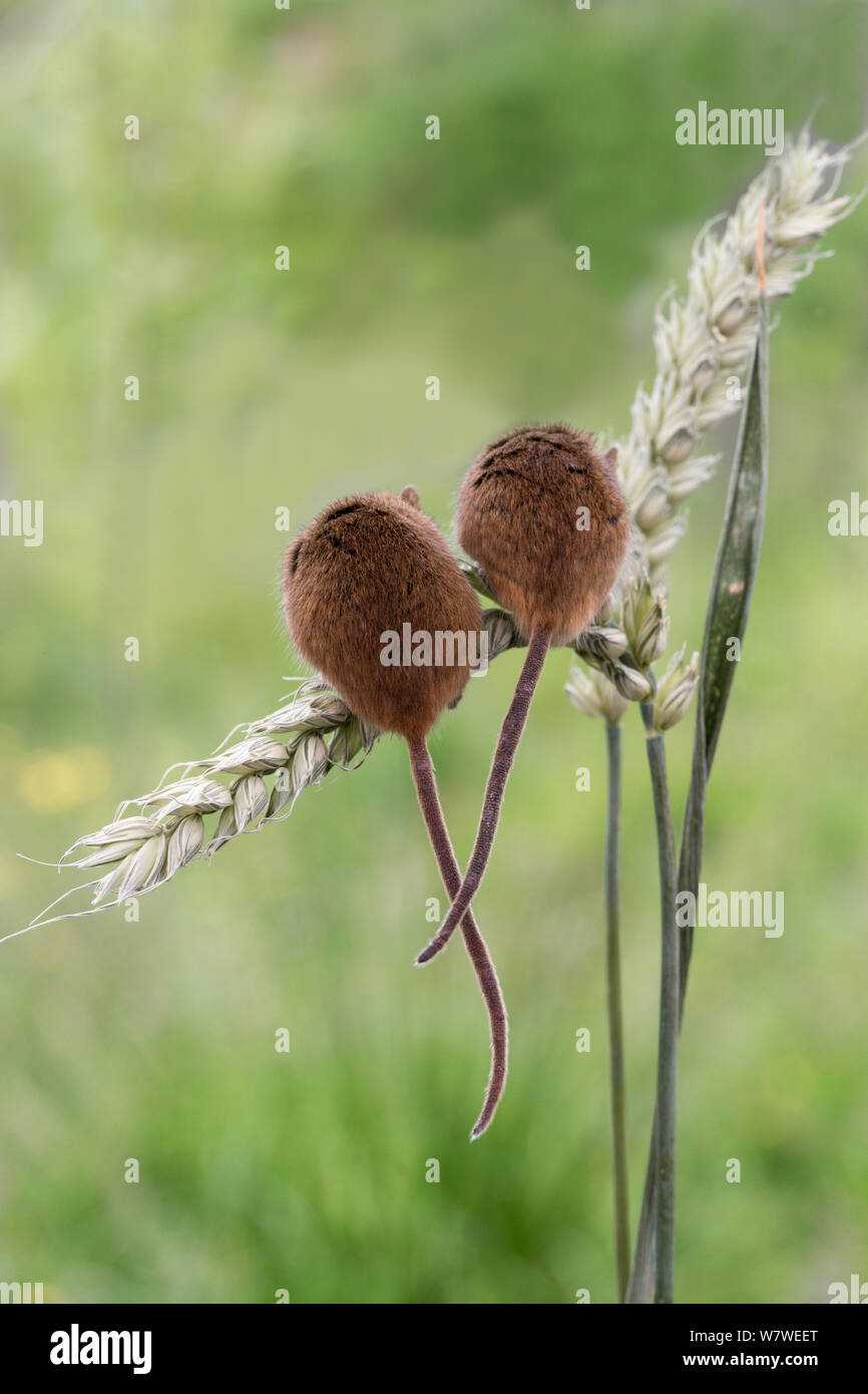 Harvest mice (Micromys minutus) rear view of two on wheat, UK, June, captive. Stock Photo