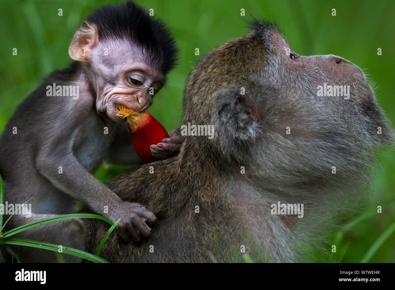 Monkey Fruit High Resolution Stock Photography And Images Alamy