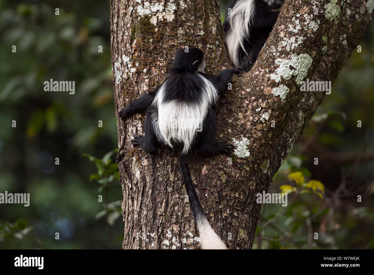 Eastern Black-and-white Colobus (Colobus guereza) baby aged 9-12 