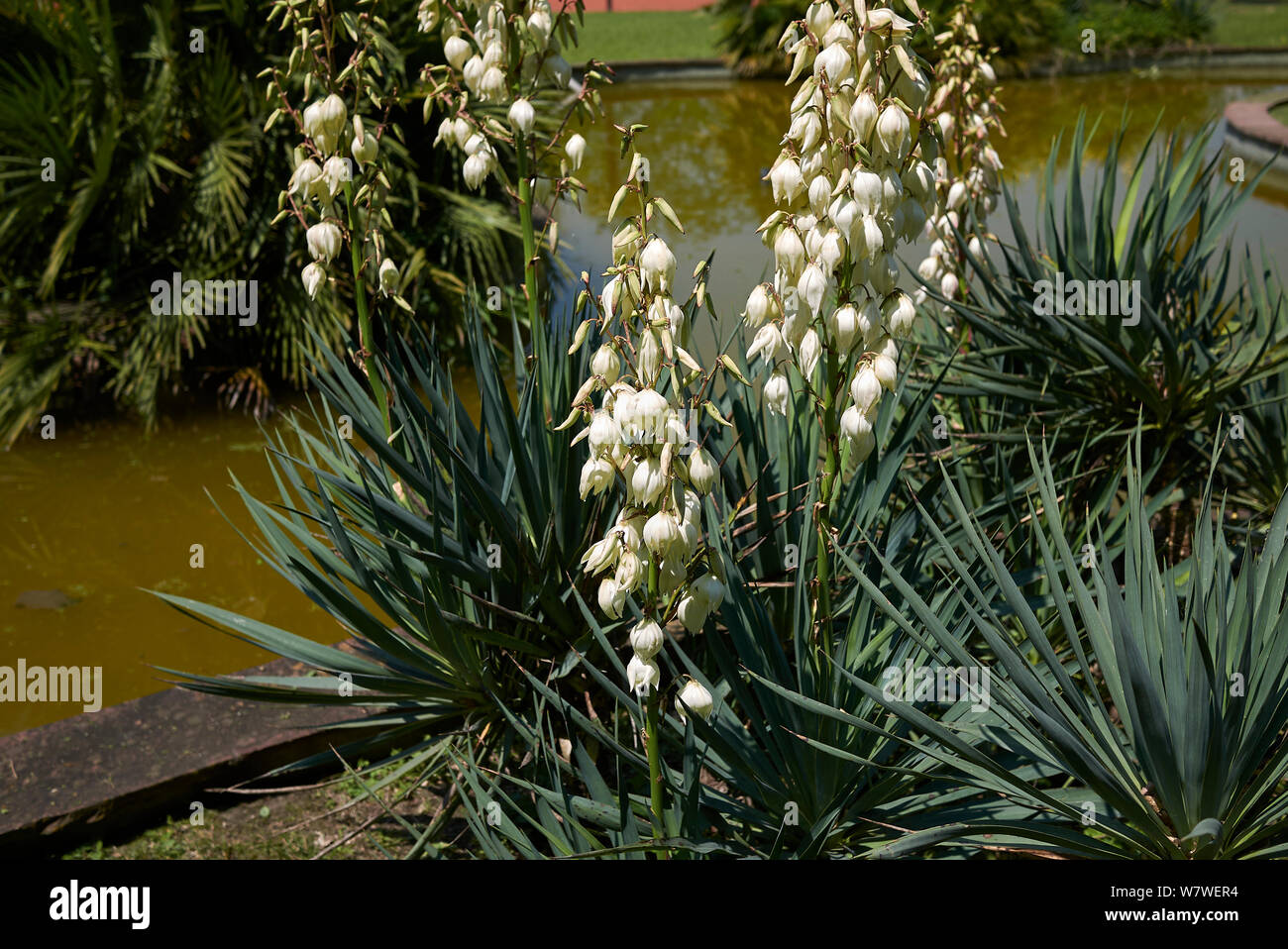 Yucca aloifolia in bloom Stock Photo
