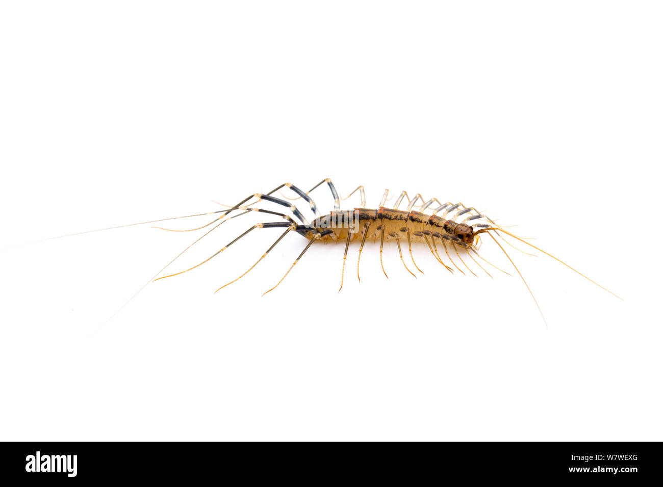 House Centipede (Scutigera coleoptrata) Cibolo Creek, Bexar / Guadalupe ...