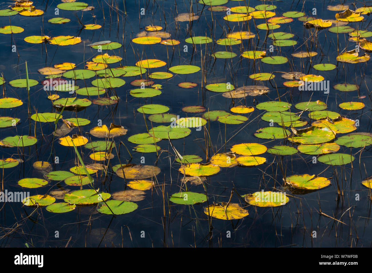 Fragrant Water Lily (Nymphaea odorata). Acadia National Park, Maine, USA, October Stock Photo