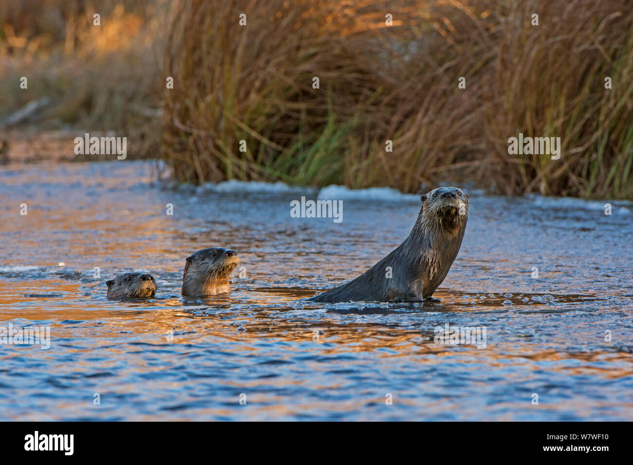 North American River Otters (Lontra canadensis) on ice in a beaver pond. Acadia National Park, Maine, USA, November Stock Photo