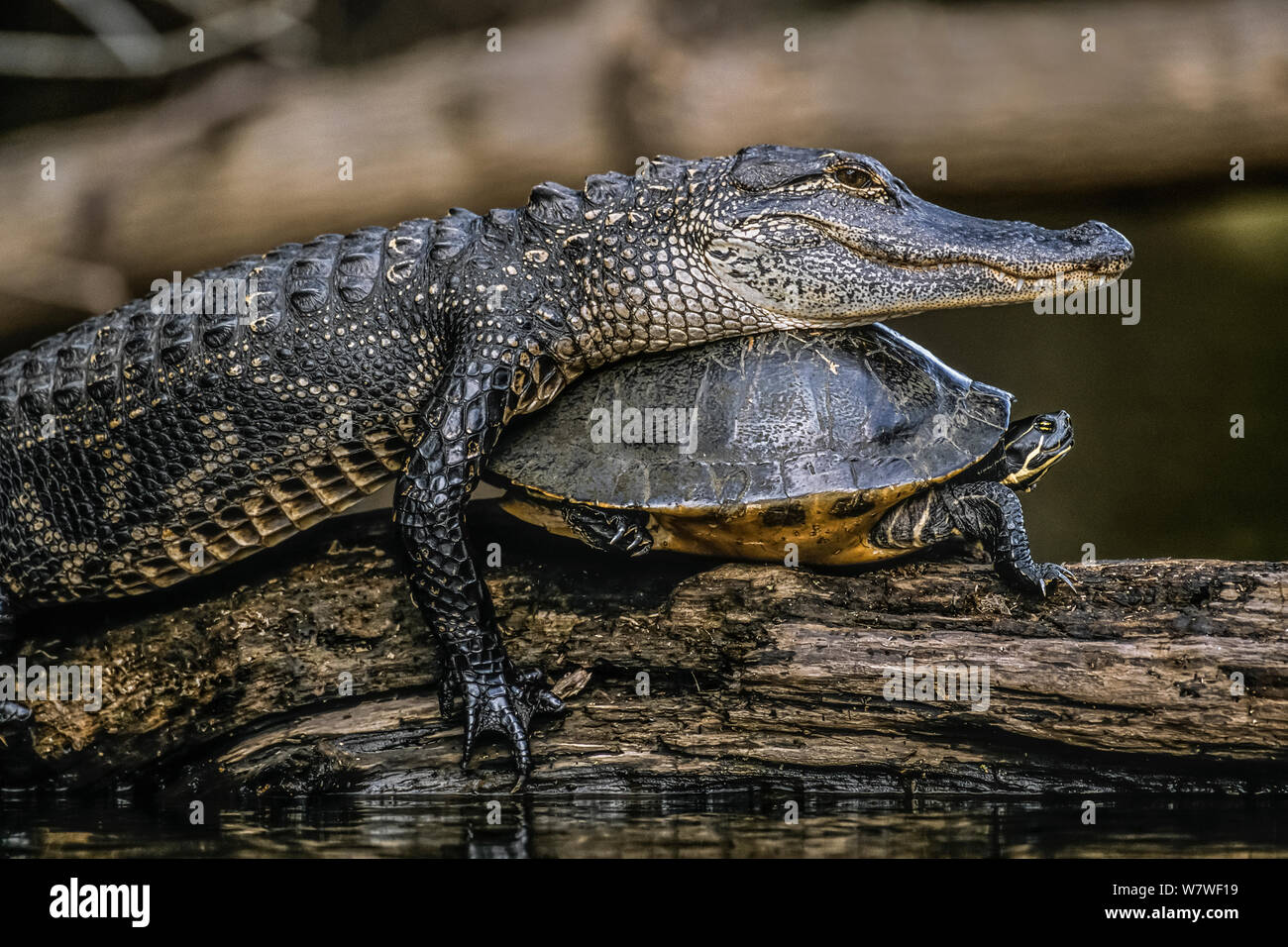 Alligator (Alligator mississippiensis) taking over Florida Red-bellied Turtle&#39;s (Pseudemys nelsoni) sunning spot on a log. Hillsborough River State Park, Florida, USA. Stock Photo