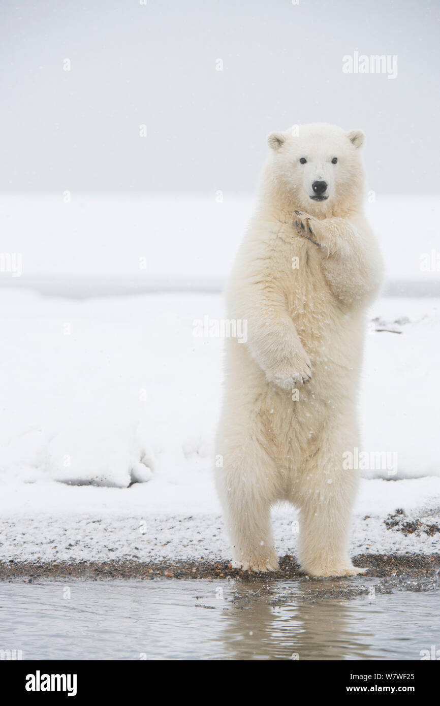 Polar bear (Ursus maritimus) cub standing and balancing itself to get a better view, along Bernard spit, a barrier island off the Arctic coast in autumn, North Slope, Alaska, September Stock Photo