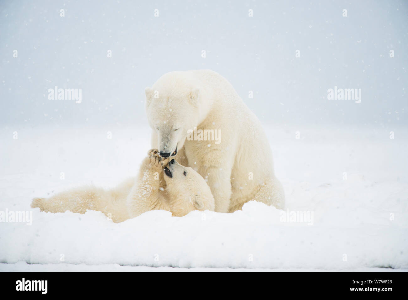 Polar bear (Ursus maritimus) sow with spring cub playing with one another on a barrier island during autumn freeze up, Bernard Spit, North Slope, Arctic coast of Alaska, September Stock Photo