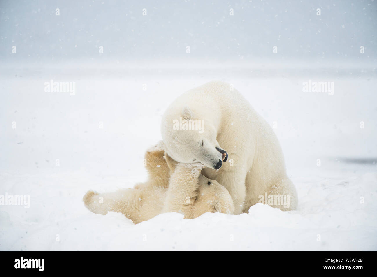 Polar bear (Ursus maritimus) sow with spring cub playing with one another on a barrier island during autumn freeze up, Bernard Spit, North Slope, Arctic coast of Alaska, September Stock Photo