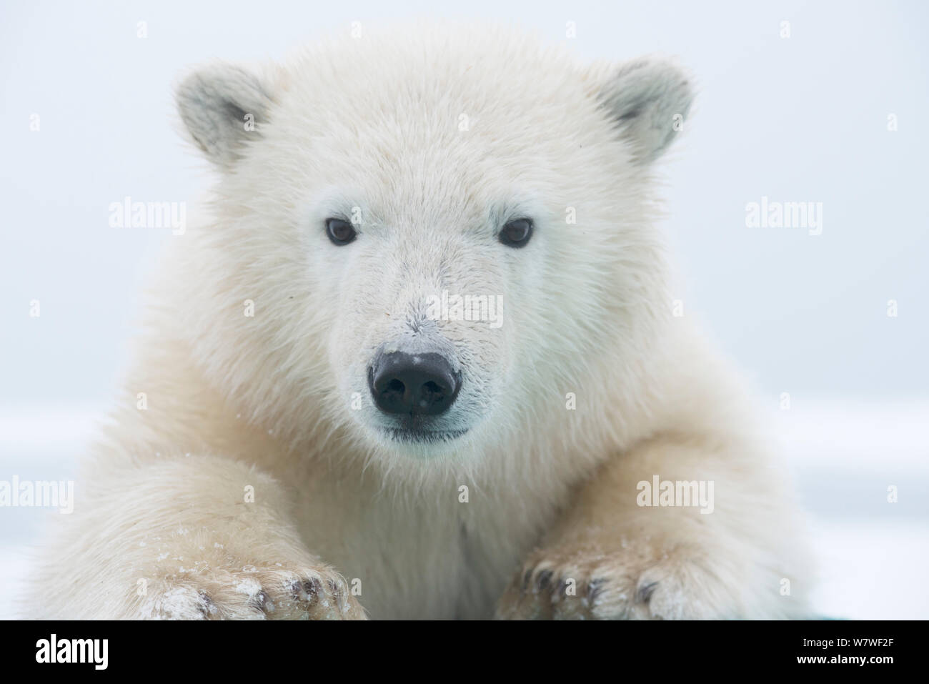 Polar bear (Ursus maritimus) portrait of a yearling along Bernard Spit, a barrier island, during autumn freeze up, along the eastern Arctic coast of Alaska, Beaufort Sea, September Stock Photo