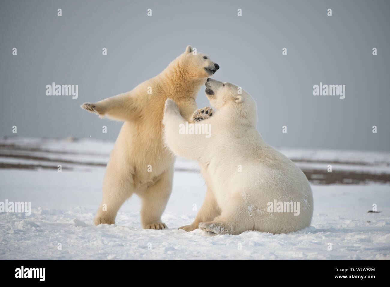 Polar bear (Ursus maritimus) pair of young bears playing on newly formed pack ice during autumn freeze up, along the eastern Arctic coast of Alaska, Beaufort Sea, September Stock Photo