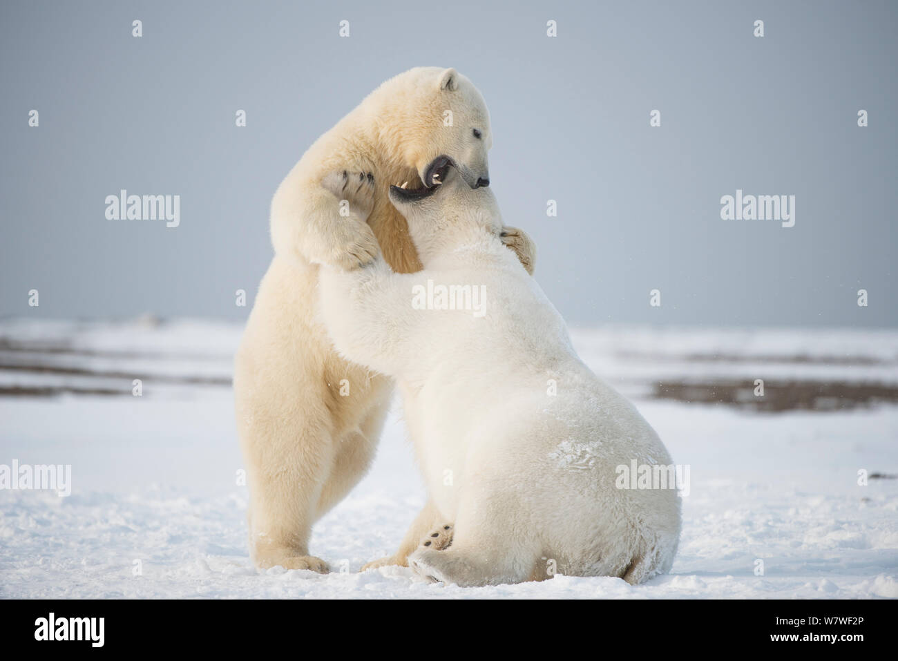 Polar bear (Ursus maritimus) pair of young bears playing with one another on newly formed pack ice during autumn freeze up, along the eastern Arctic coast of Alaska, Beaufort Sea, September Stock Photo