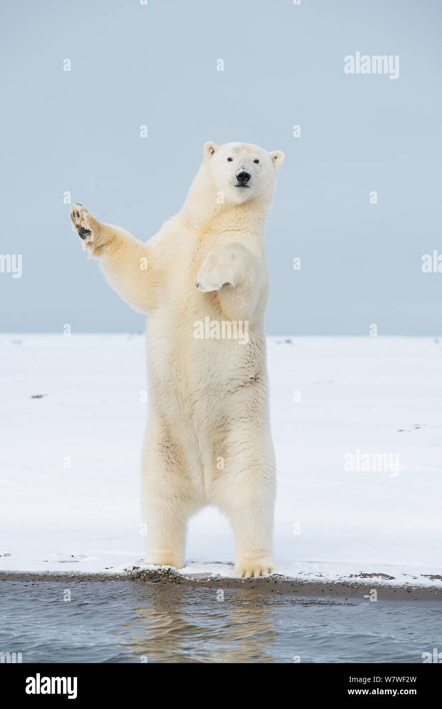 Polar bear (Ursus maritimus) subadult standing and balancing itself to get a better view, along Bernard spit, a barrier island off the Arctic coast in autumn, North Slope, Alaska, September Stock Photo