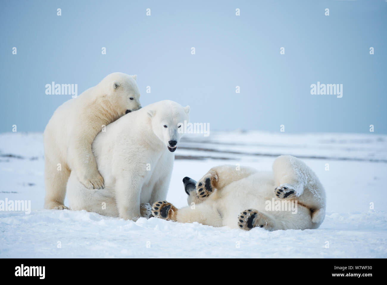 Polar bear (Ursus maritimus) three young bears playing with one another on the newly formed pack ice during autumn freeze up, along the eastern Arctic coast of Alaska, Beaufort Sea, September Stock Photo