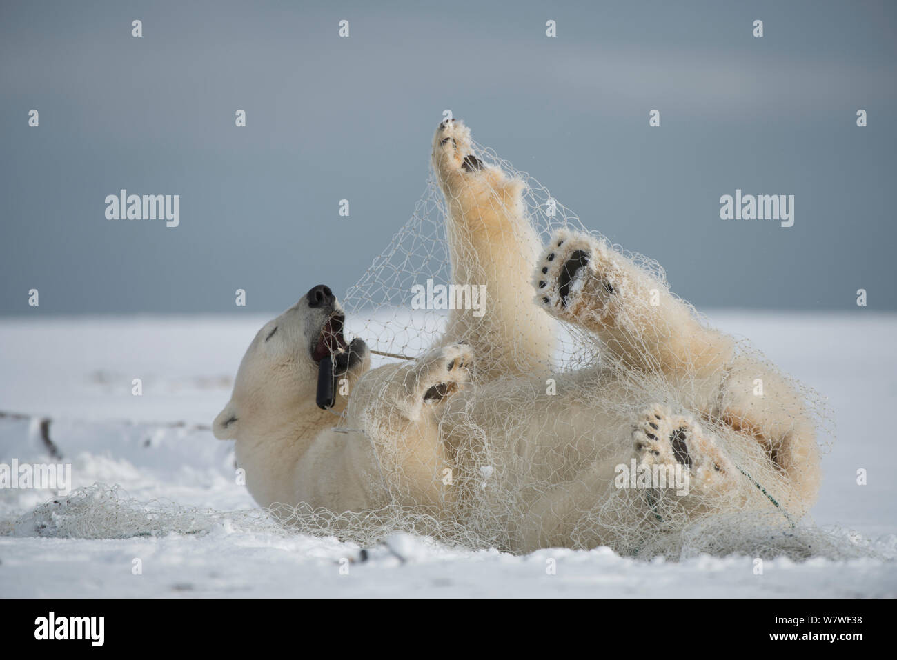 Polar bear (Ursus maritimus) subadult playing with a fishing net left behind by subsistence fisherman, along the Arctic coast in autumn, North Slope, Alaska, September Stock Photo