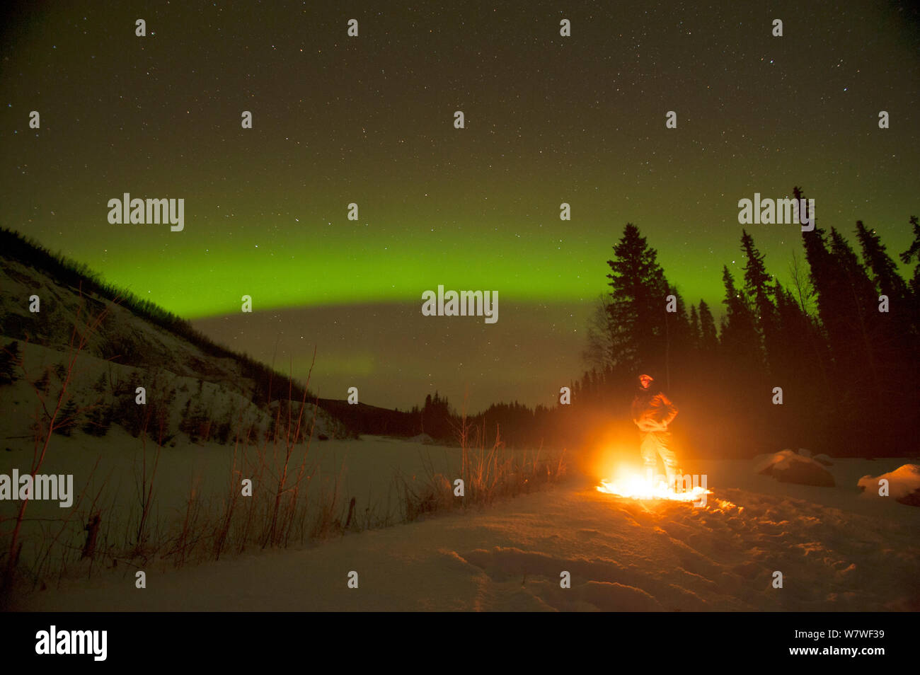Northern lights (Aurora borealis) glowing brightly over a man enjoying a hot campfire in the Chena River State Recreational Area, outside of Fairbanks, Interior of Alaska, November 2013. Stock Photo
