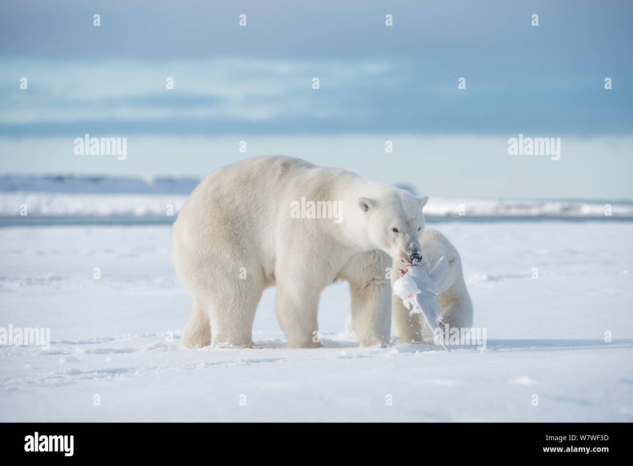 Polar bear (Ursus maritimus) sow with prey in mouth and cub behind, along Bernard Spit, a barrier island, along the eastern Arctic coast of Alaska, Beaufort Sea, September Stock Photo