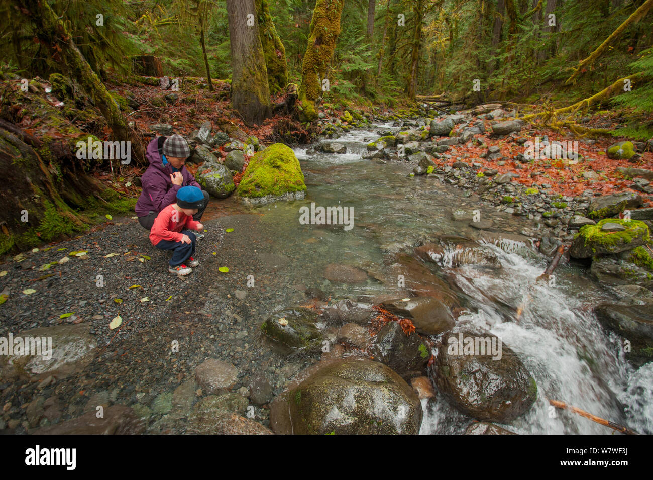 Young toddler boy floats leaves on a creek in the rainforest with his mother, North Fork Skokomish River, Olympic Peninsula, south-east Olympic National Park, Washington, USA, November 2013. Model released. Stock Photo