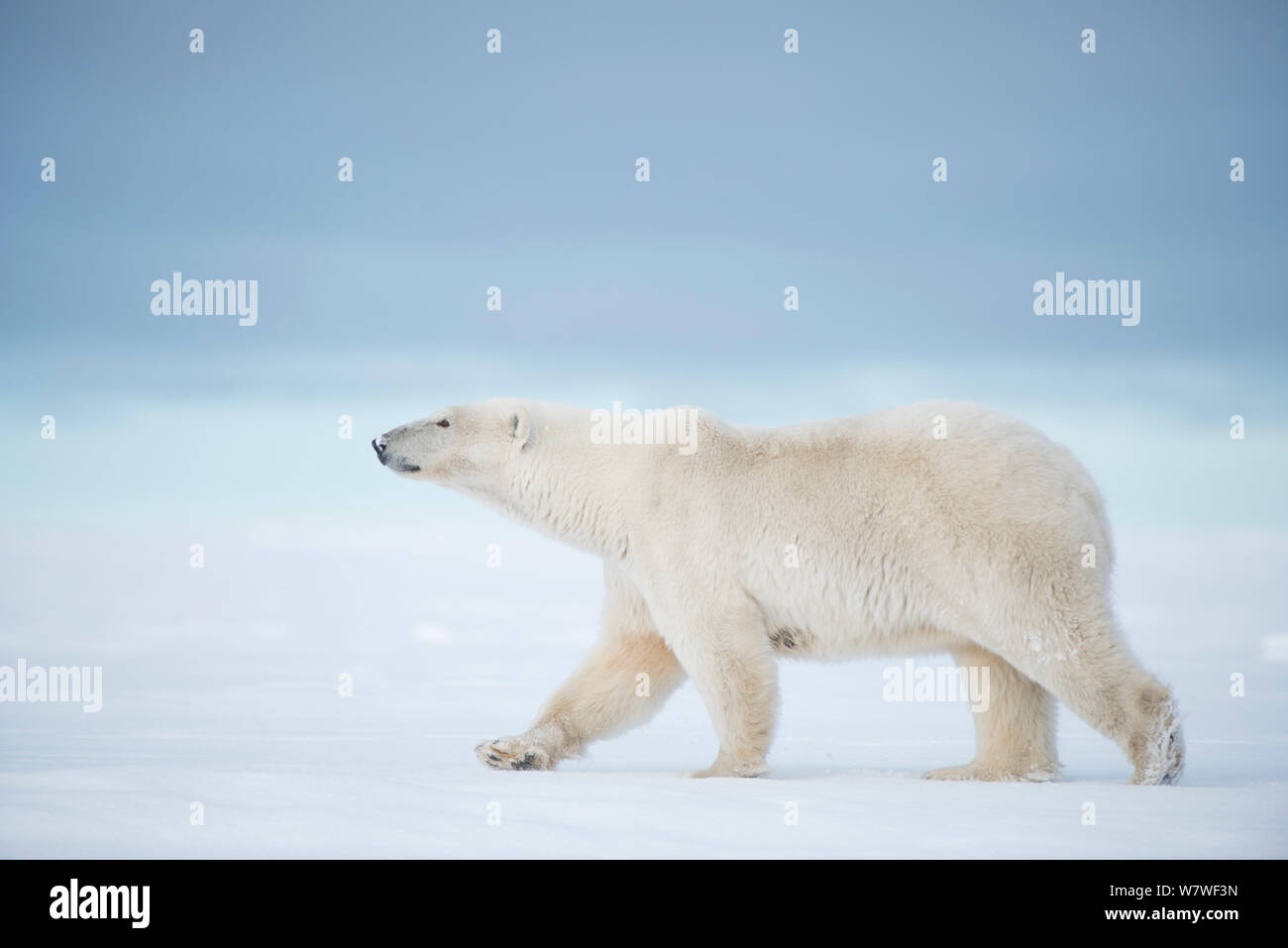 Polar bear (Ursus maritimus) sow walking on a barrier island during autumn freeze up, Bernard Spit, North Slope, Arctic coast of Alaska, September Stock Photo