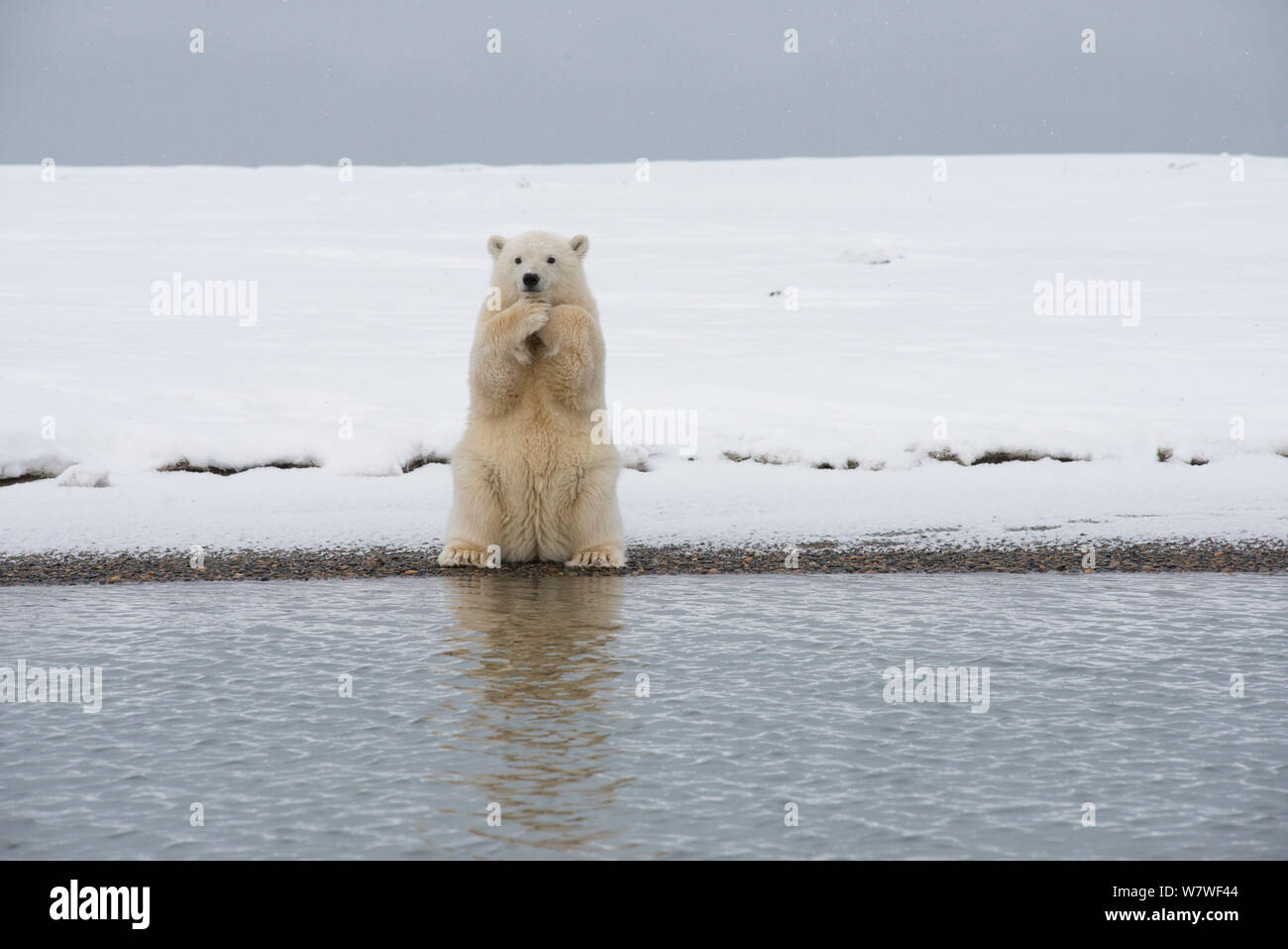 Polar bear (Ursus maritimus) spring cub sitting up on its haunches and scratches itself, on a barrier island during autumn freeze up, Bernard Spit, North Slope, Alaska, September Stock Photo