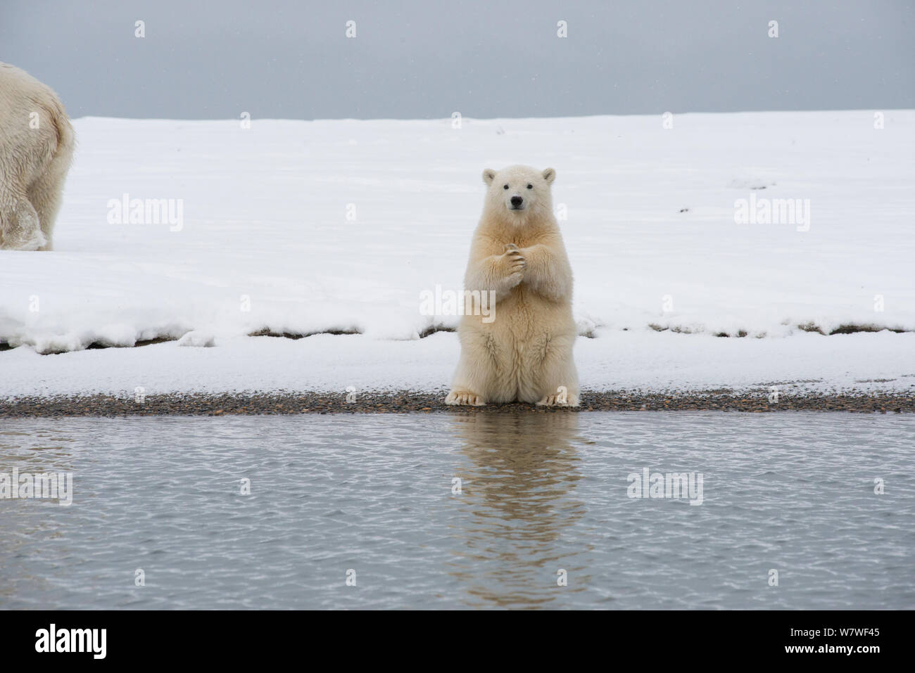 Polar bear (Ursus maritimus) spring cub sitting up on its haunches and scratches itself, on a barrier island during autumn freeze up, Bernard Spit, North Slope, Alaska, September Stock Photo