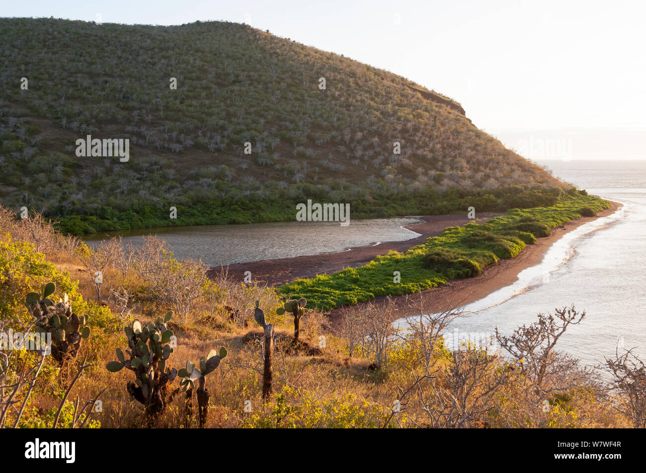 Saline lagoon bordered by salt bush, with typical arid vegetation beyond, Rabida Island, Galapagos Islands, June 2011. Stock Photo