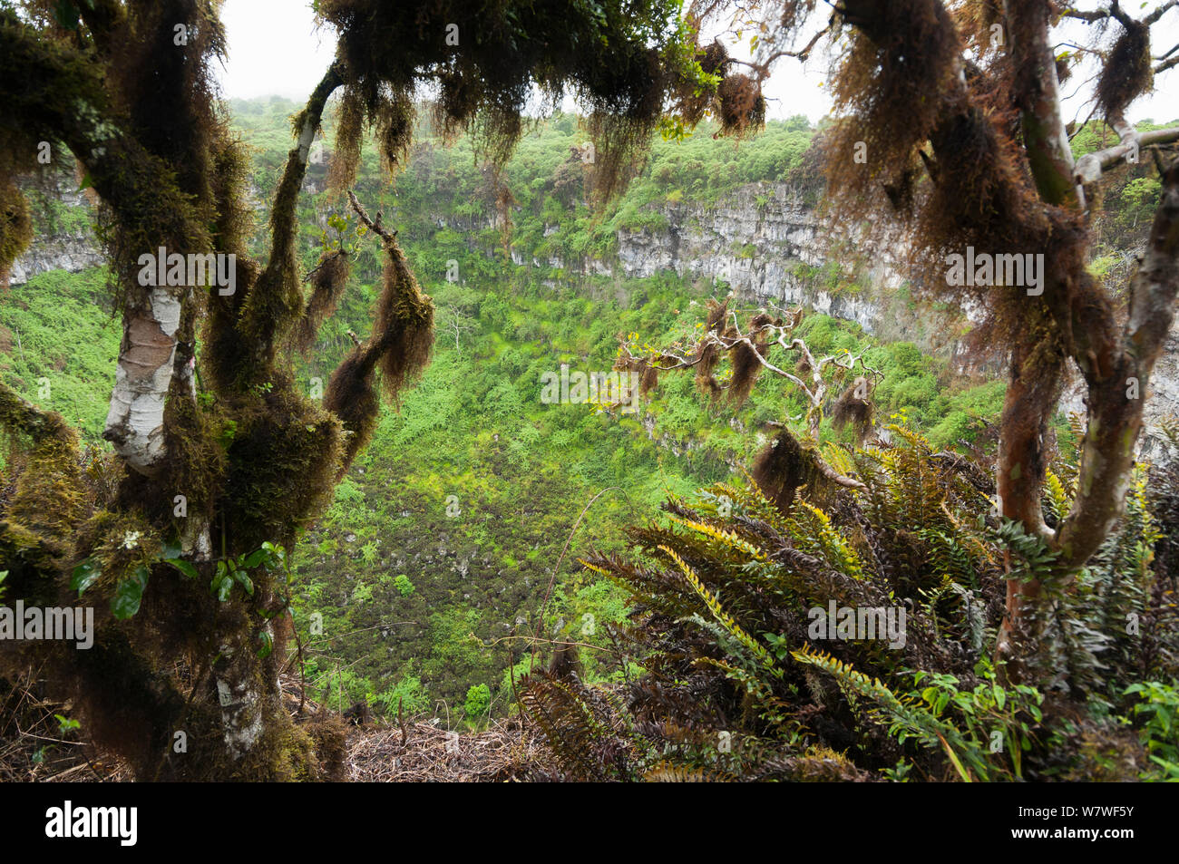 Pit Craters or Los Gemelos, Highlands, Santa Cruz Island. Galapagos Islands Stock Photo