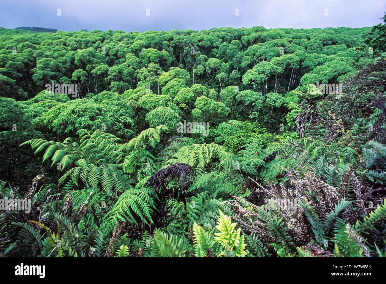 Scalesia Forest (Scalesia sp) with tree ferns during cold season. Highlands, Santa Cruz Island, Galapagos. Stock Photo