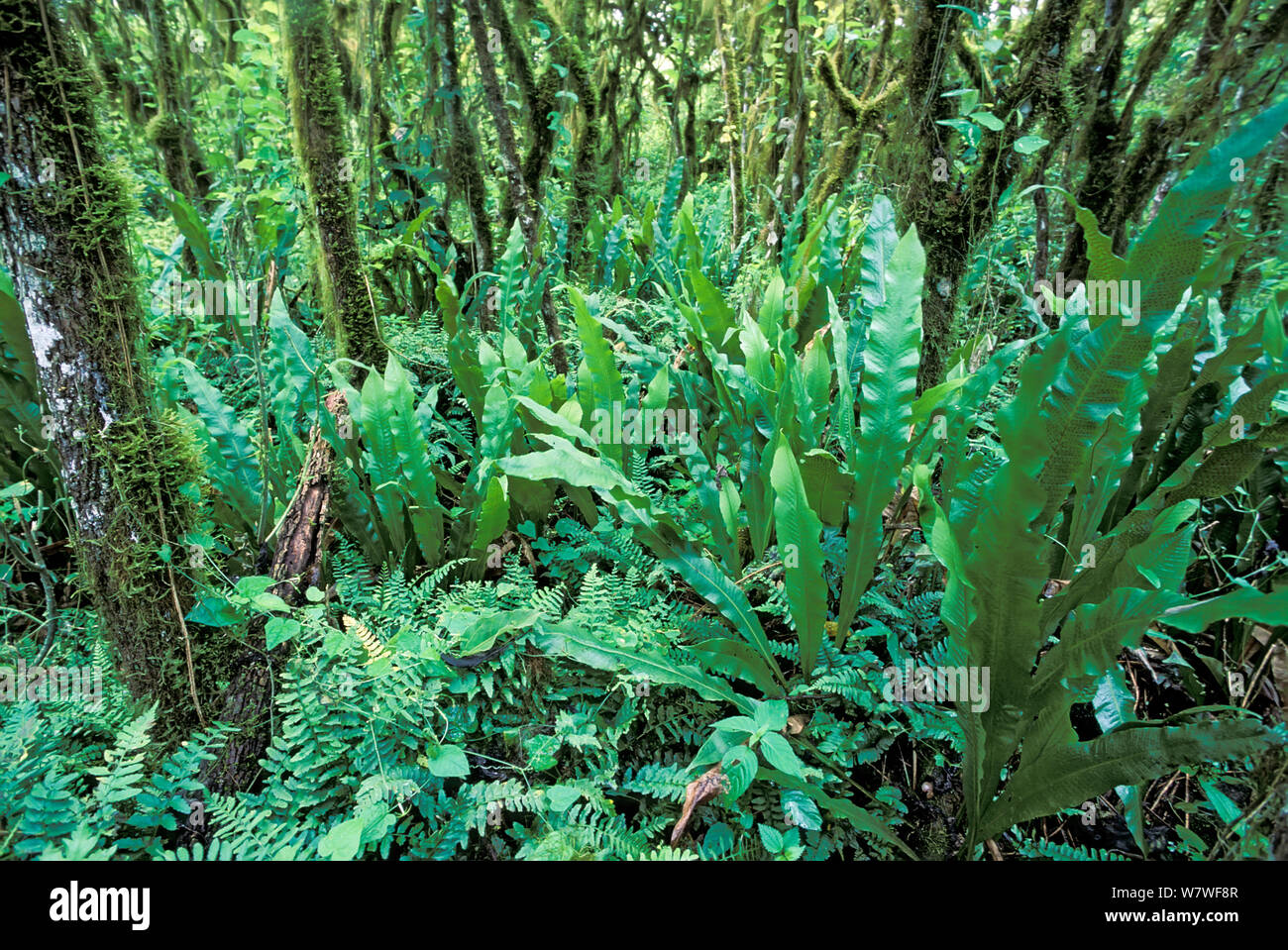 Fern laden understory of Scalesia Forest (Scalesia) during cold season, Galapagos Islands. Stock Photo
