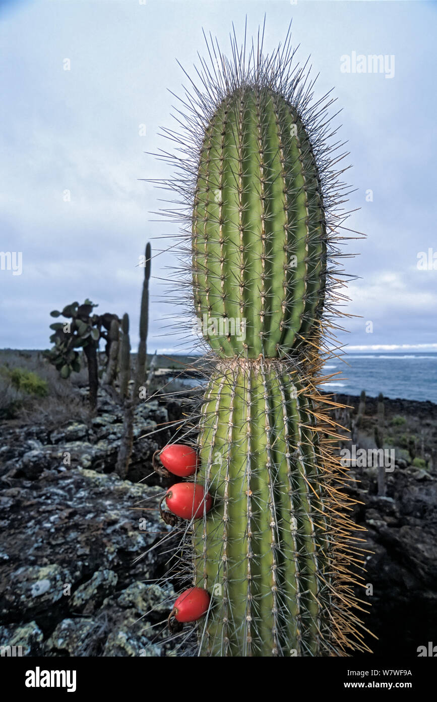 Giant candelabra cactus (Jasminocereus thouarsii) fruiting, South Coast