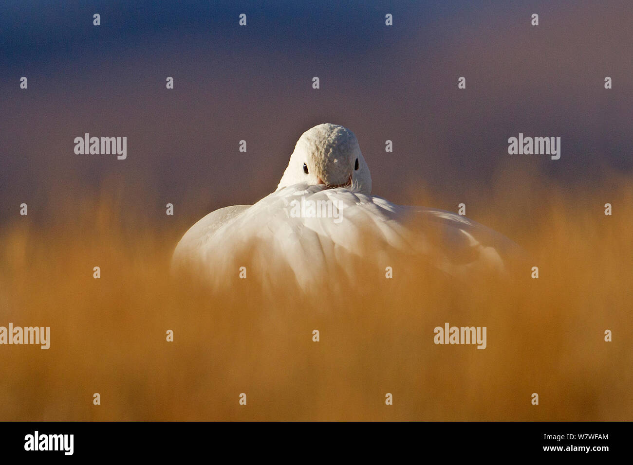 Snow Goose (Chen caerulescens) with beak under wing at dawn, Bosque del Apache, New Mexico, USA, December. Stock Photo