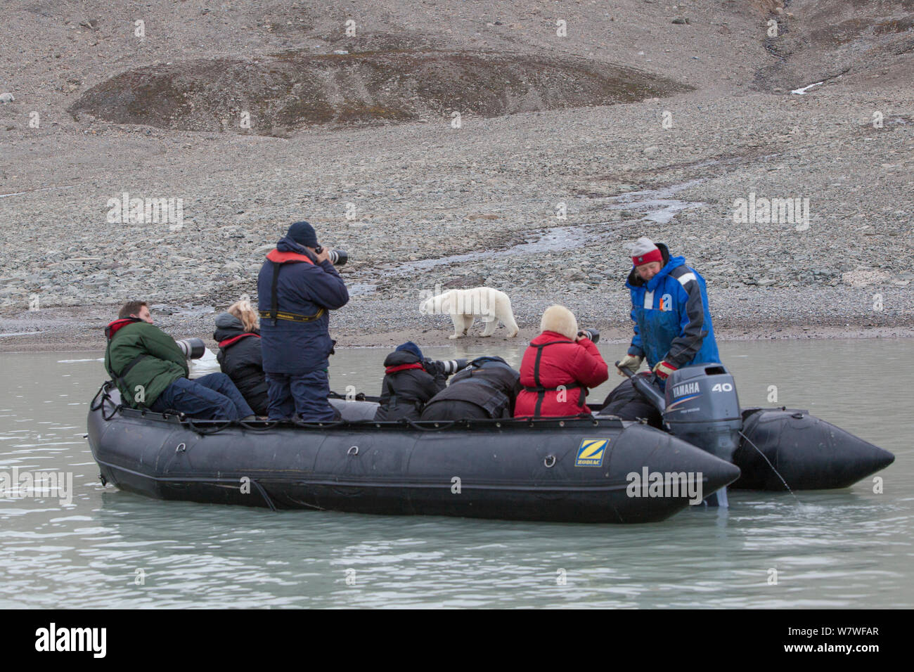 Tourists photographing a Polar bear (Ursos maritimus) from zodiac boat, Svalbard, Norway, August 2011. Stock Photo
