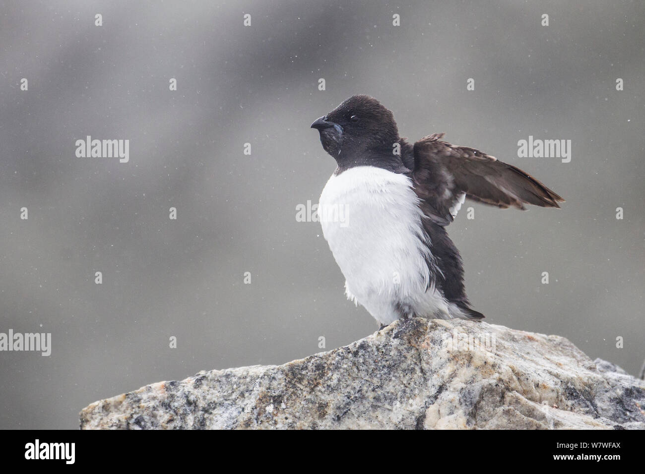 Little auk (Alle alle) stretching wings, Svalbard, Norway, August. Stock Photo