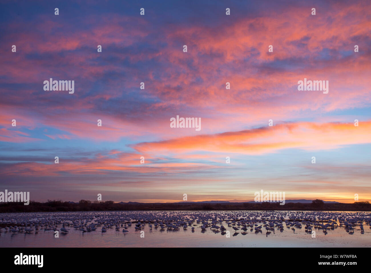 Snow Geese (Chen caerulescens) on roost pond at dawn. Bosque del Apache, New Mexico, USA, December. Stock Photo