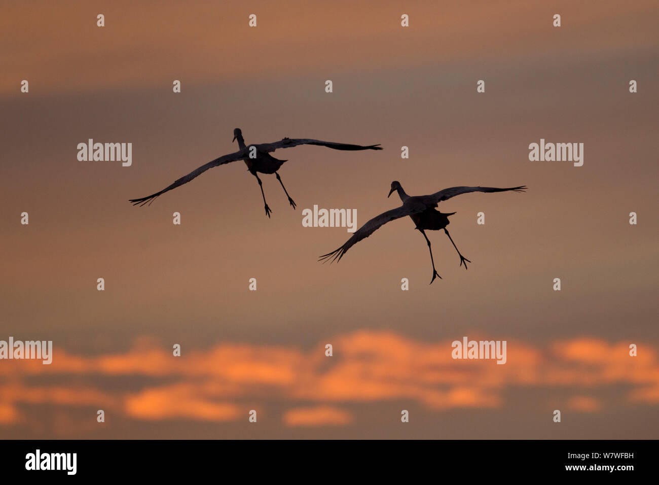Sandhill Cranes (Grus canadensis) flying in to roost at dusk, Bosque del Apache, New Mexico, USA, December. Stock Photo
