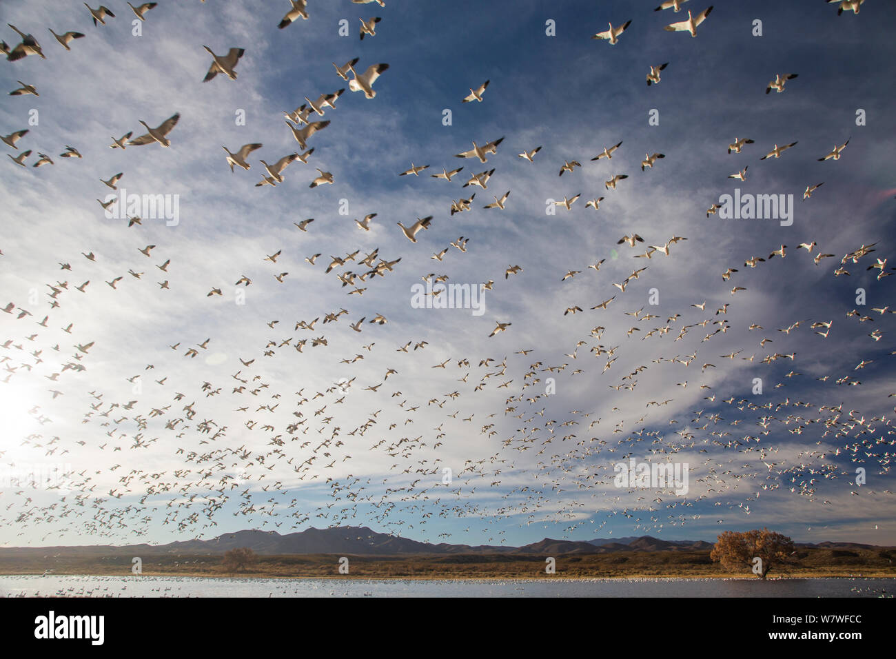 Snow Geese (Chen caerulescens) taking off en-masse in evening light, Bosque del Apache, New Mexico, USA, December. Stock Photo