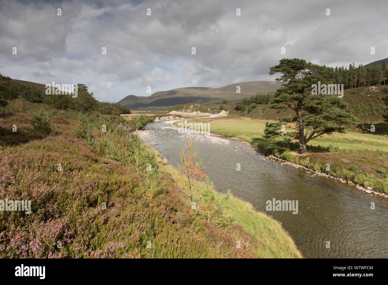 River Feshie, Glenfeshie, Cairngorms National Park, Scotland, August 2013. Stock Photo