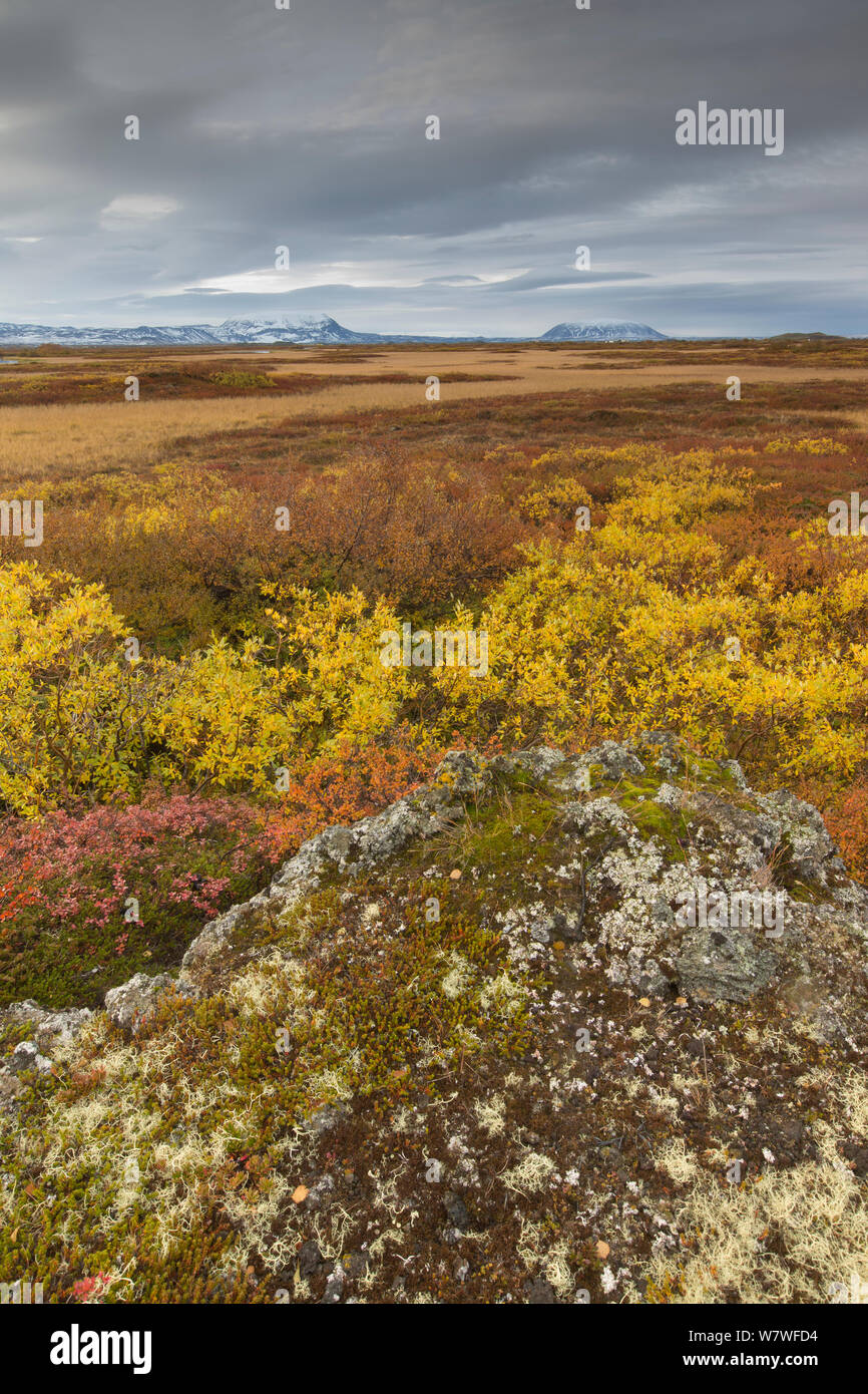 Autumn tundra carpeting wetlands, Lake Myvatn, Iceland, September 2013. Stock Photo