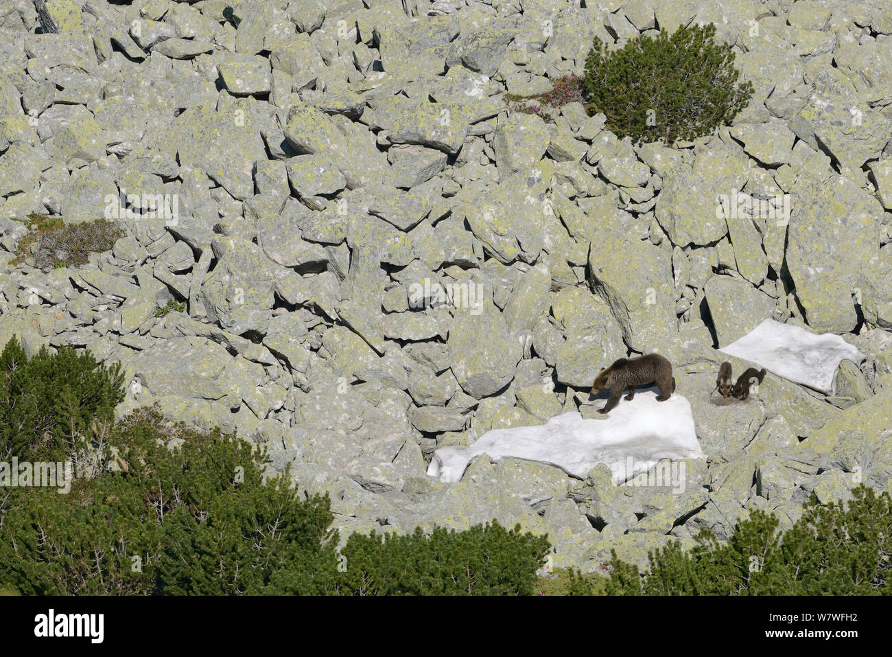Brown bear (Ursus arctos arctos) mother with small cubs among dwarf pine (Pinus mugo) in the Retezat Mountains, Romania. June Stock Photo