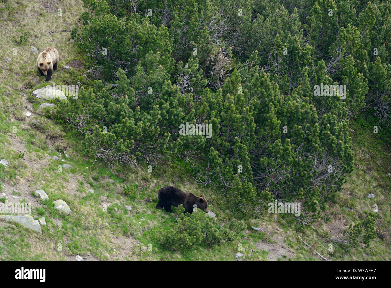 Brown bear (Ursus arctos arctos) mother with large cub among dwarf pine (Pinus mugo) in the Retezat Mountains, Romania. June Stock Photo